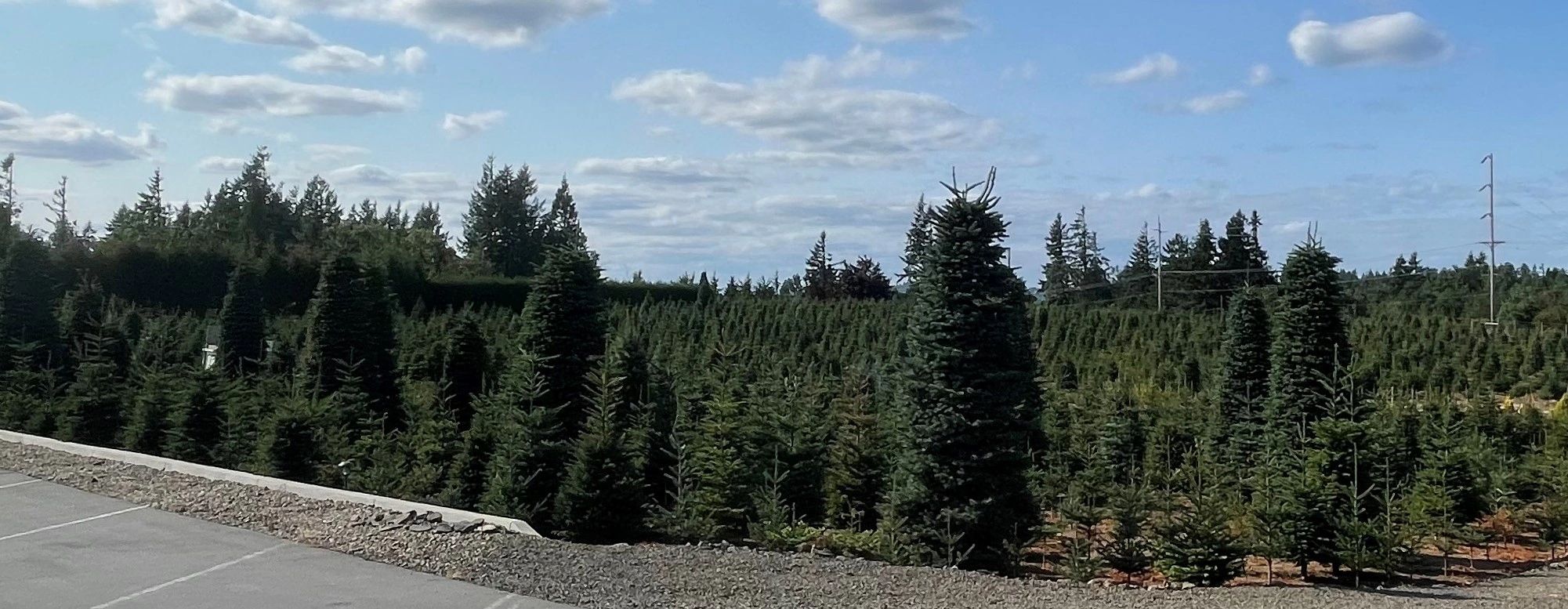 Little Z Christmas Tree Farm